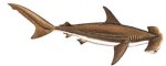 HAMMERHEAD SHARK