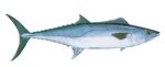 KING MACKEREL