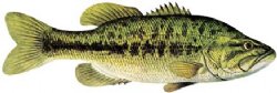 LARGEMOUTH BASS