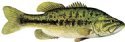 LARGEMOUTH BASS