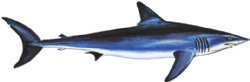 MAKO SHARK