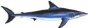 MAKO SHARK