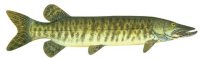 MUSKIE