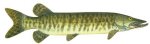 MUSKIE