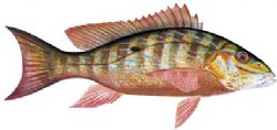 MUTTON SNAPPER