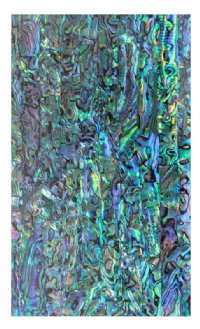 NATURAL PAUA ABALONE