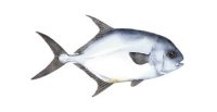 PERMIT