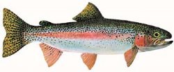 RAINBOW TROUT