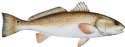 REDFISH