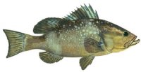 RED GROUPER