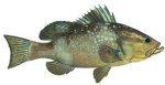 RED GROUPER