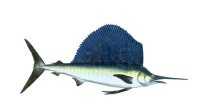 SAILFISH