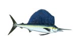 SAILFISH
