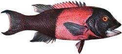 CALIFORNIA SHEEPHEAD