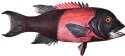 CALIFORNIA SHEEPHEAD