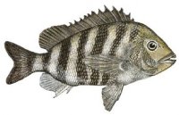 SHEEPSHEAD