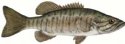 SMALLMOUTH BASS