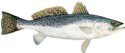SPOTTED SEA TROUT