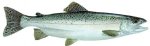 STEELHEAD