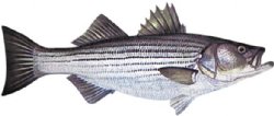 STRIPED BASS