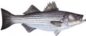 STRIPED BASS
