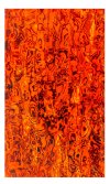 SUNSET ORANGE PAUA ABALONE