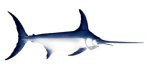 SWORDFISH