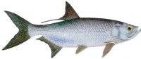 TARPON