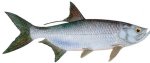 TARPON