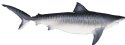 TIGER SHARK