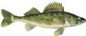 WALLEYE