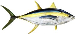 YELLOWFIN TUNA