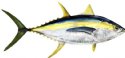 YELLOWFIN TUNA