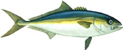 CAL. YELLOWTAIL