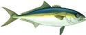 CAL. YELLOWTAIL