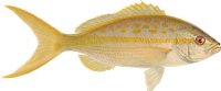 YELLOWTAIL SNAPPER